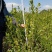 【精选】优质湘林长林系列、三华系列油茶苗大量上市欢迎选购