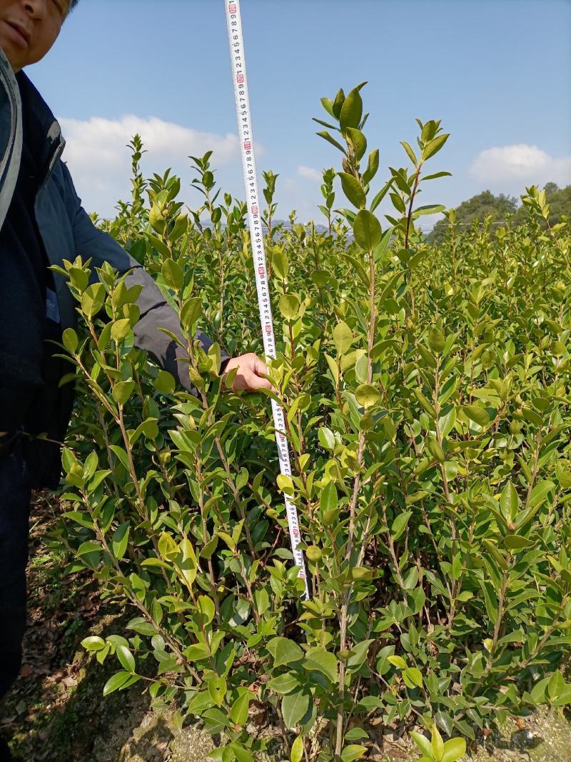 【精选】优质湘林长林系列、三华系列油茶苗大量上市欢迎选购