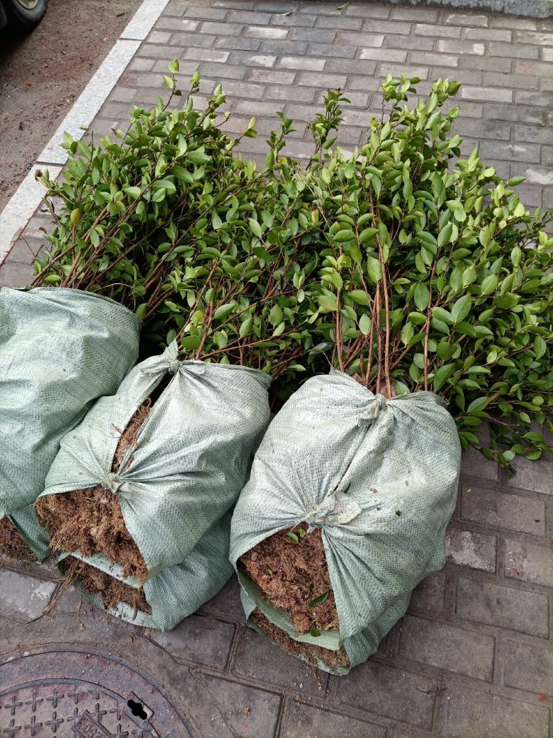 【精选】优质湘林长林系列、三华系列油茶苗大量上市欢迎选购
