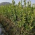 油茶苗，质量保证，全国发货，优质湘林210三年生小杯苗