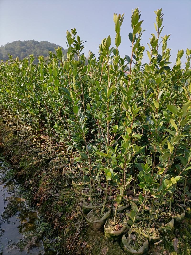 油茶苗，质量保证，全国发货，优质湘林210三年生小杯苗