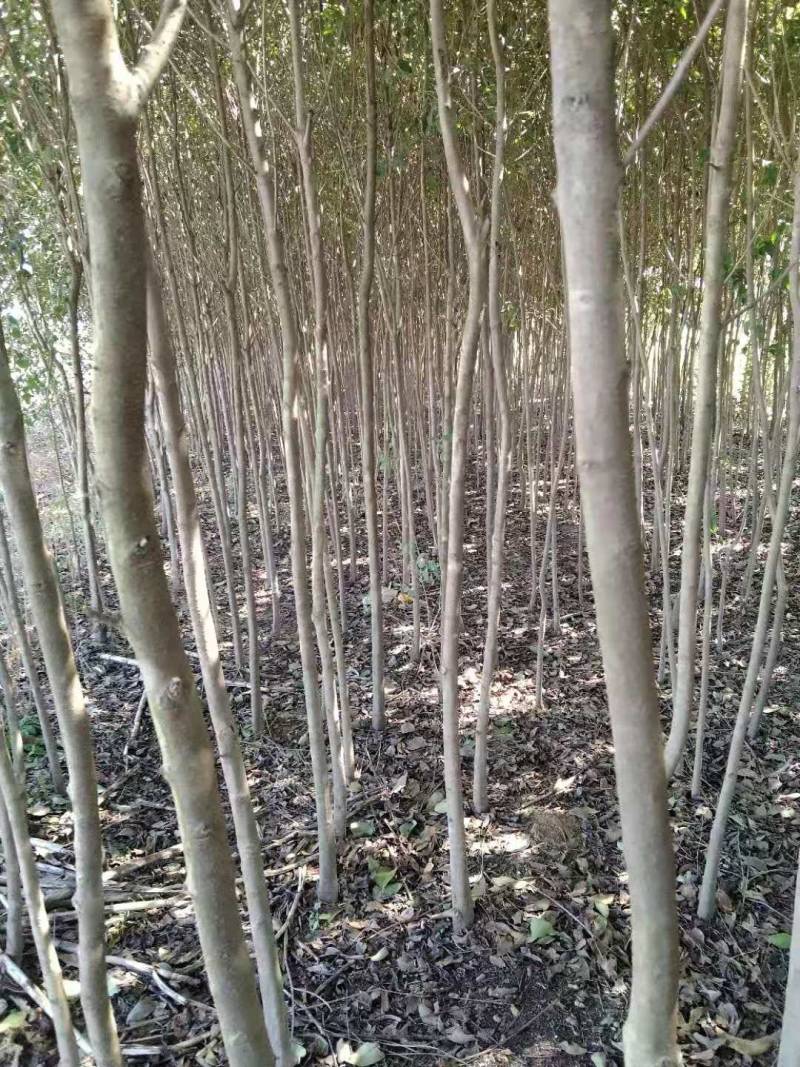 大叶女贞4cm以下，茎干直，分枝好，本人还有樟树，桂花