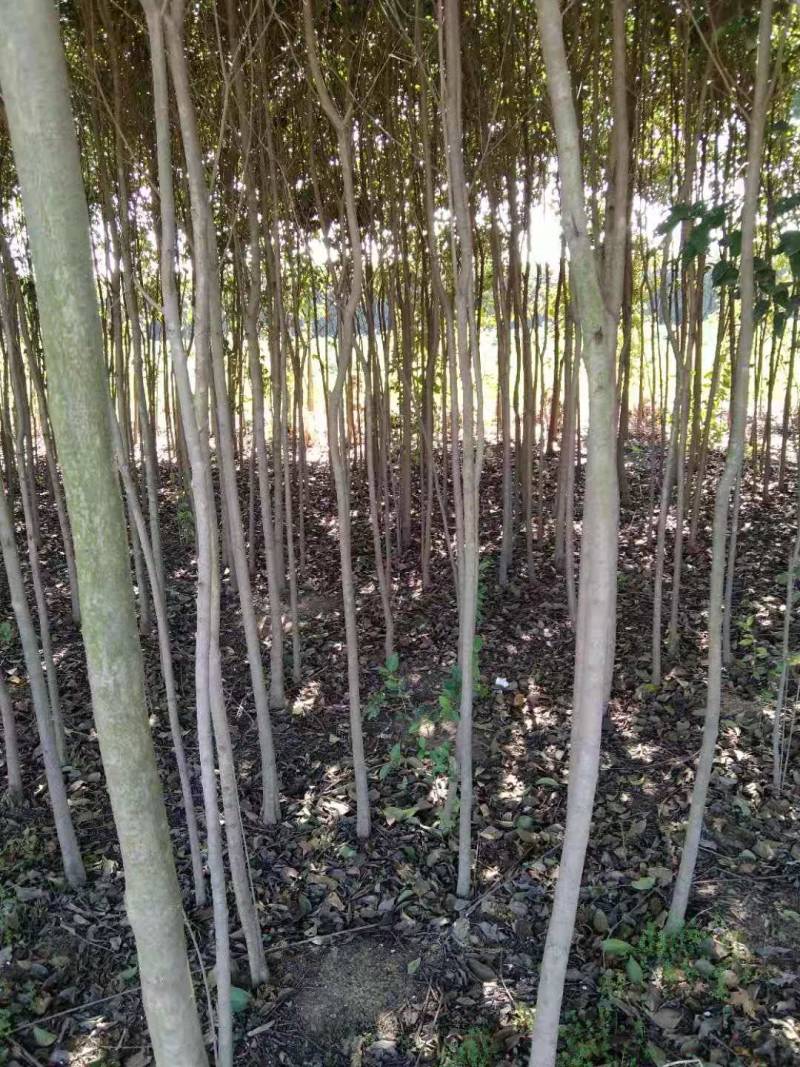 大叶女贞4cm以下，茎干直，分枝好，本人还有樟树，桂花
