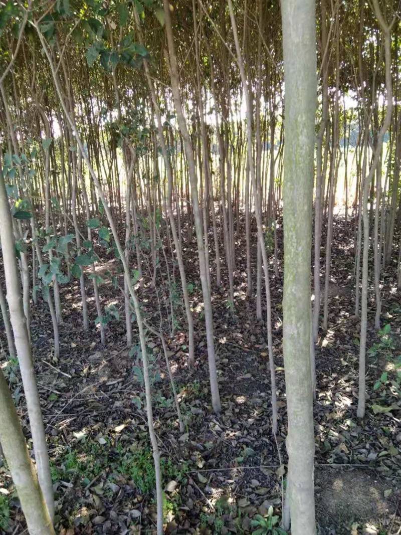 大叶女贞4cm以下，茎干直，分枝好，本人还有樟树，桂花