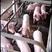 仔猪，育肥猪苗，太湖各种猪苗，支持全国发货猪场专供
