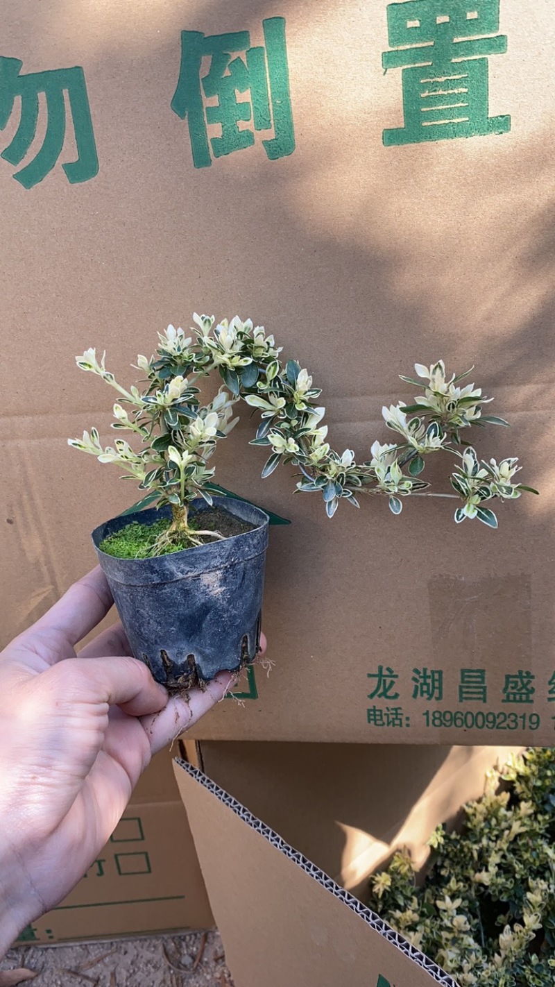 提根六月雪盆景福建提根六月雪基直销批发