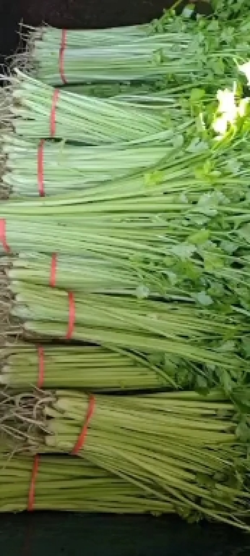山东聊城叶菜基地，优质芹菜，山芹，香芹，大量供应货源