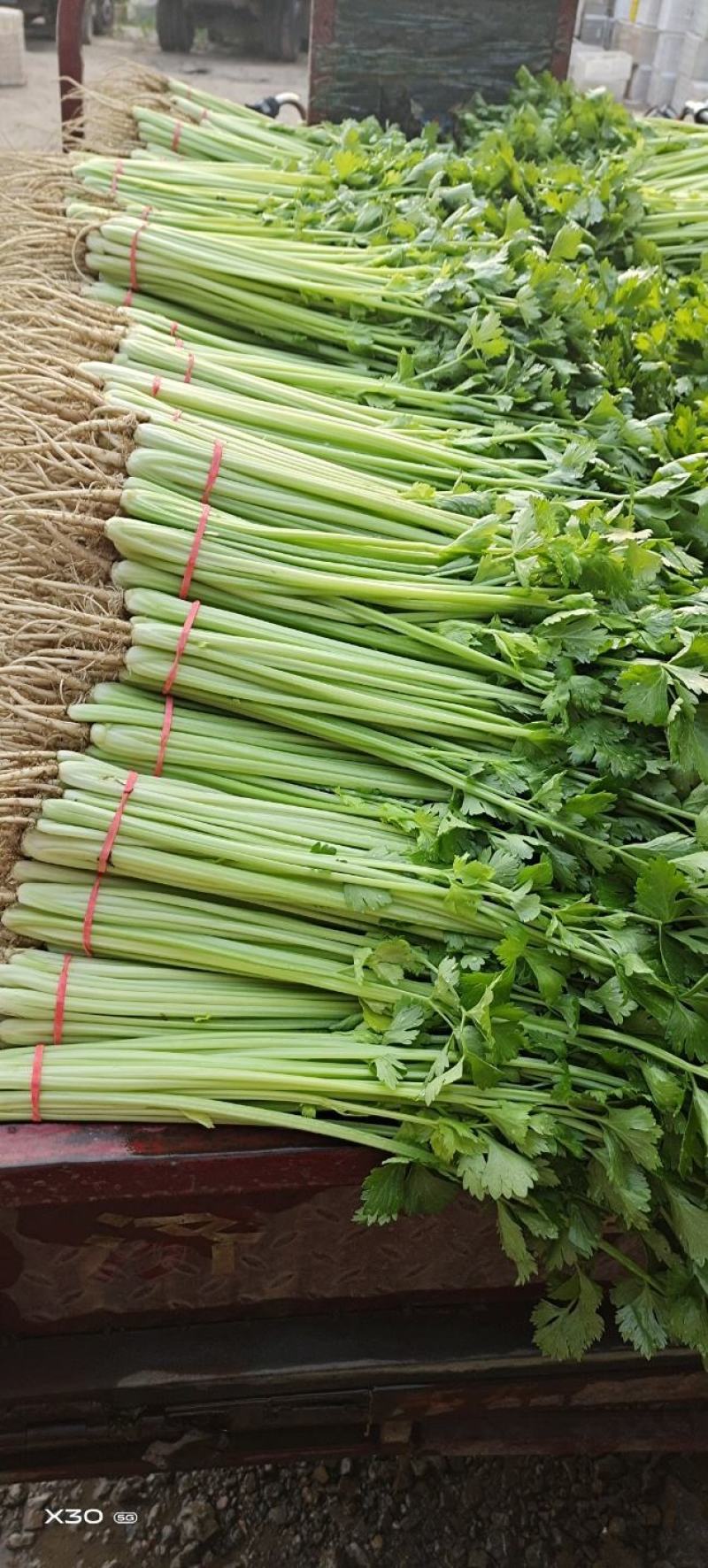 山东聊城叶菜基地，优质芹菜，山芹，香芹，大量供应货源