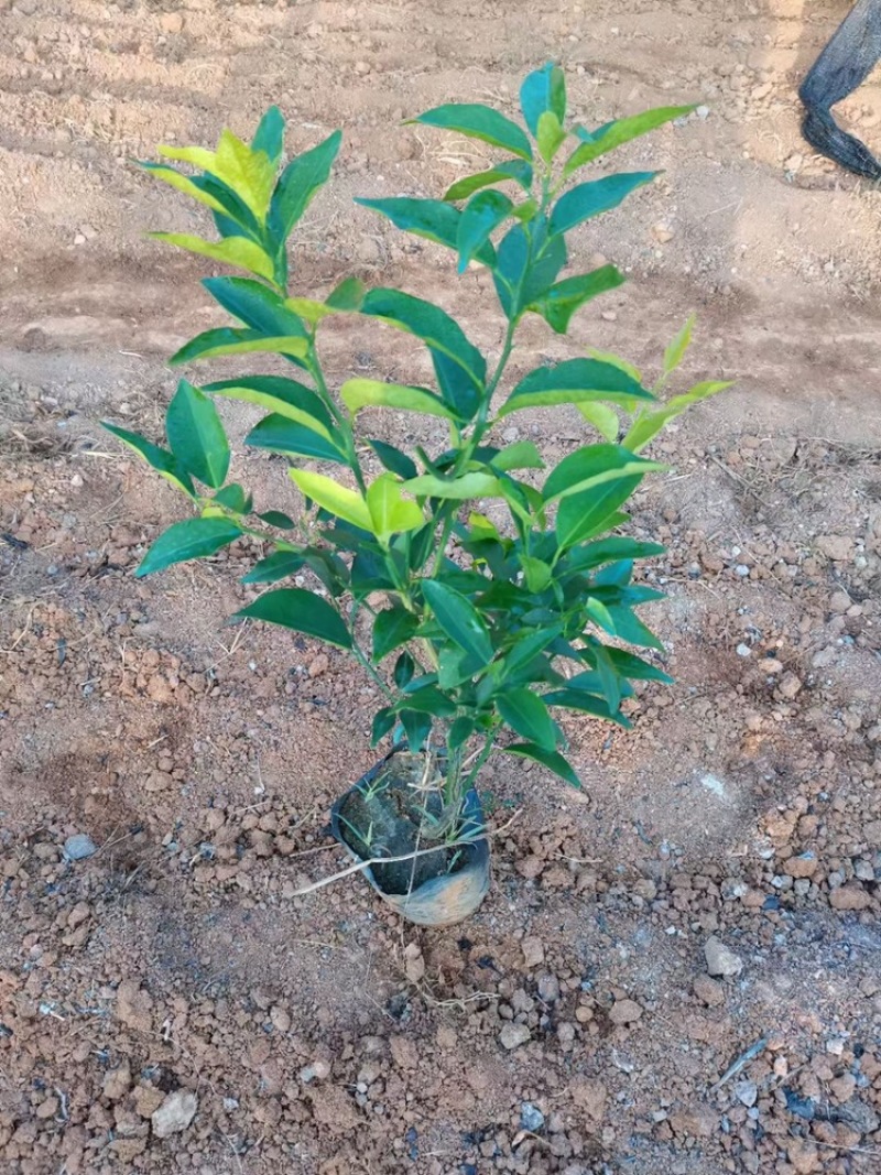 沃柑苗当年种植当年结果高产品种易结果