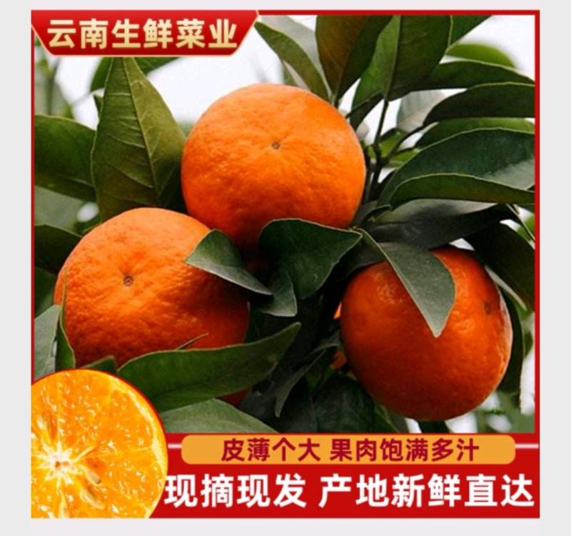 沃柑云南沃柑【果面干净肉多味甜】柑桔水果上市