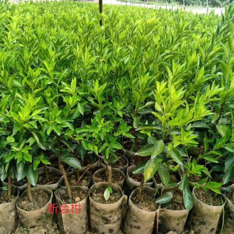 正宗新会柑陈皮柑果苗四会柑苗小青柑陈皮专用苗