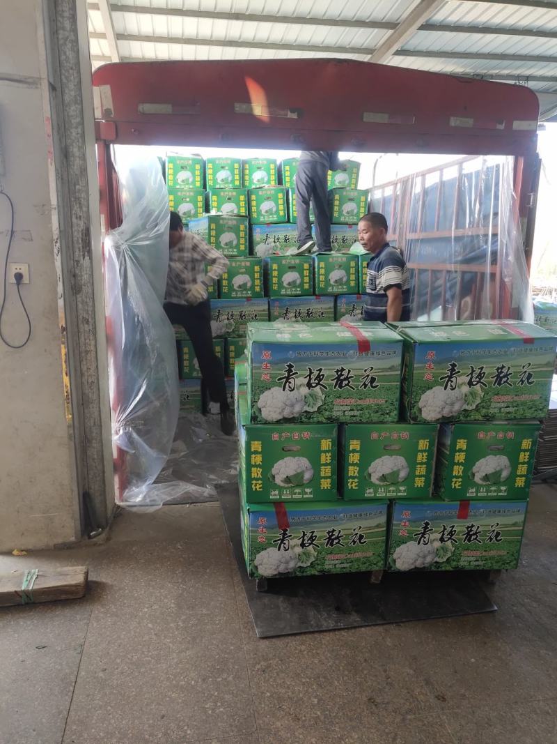 福建青梗有机花，手头上货源充足，以诚信为主，专业代办。