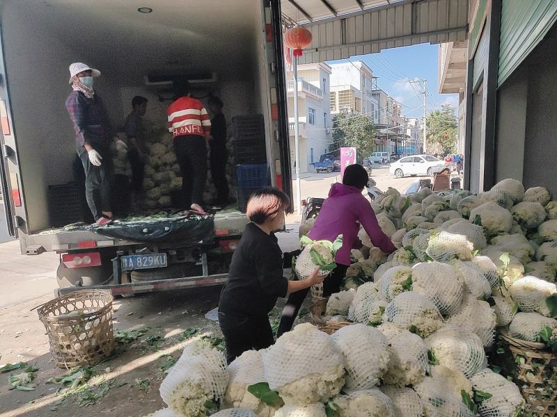 福建青梗有机花，手头上货源充足，以诚信为主，专业代办。