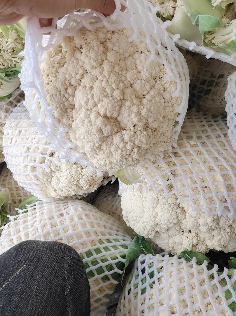 福建青梗有机花，手头上货源充足，以诚信为主，专业代办。