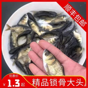 花鲢缩骨大头大量现货基地直供