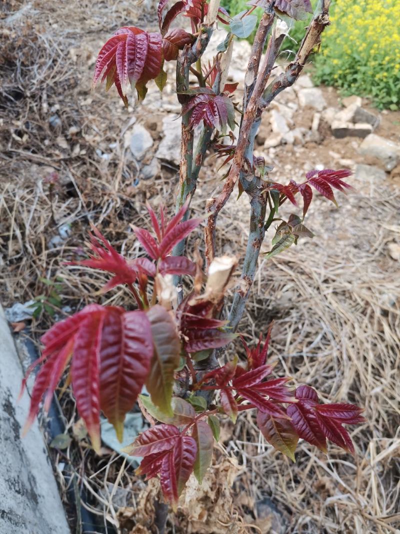 红油香椿苗，正宗四季椿芽树苗，香椿苗，香椿小苗，香椿大苗