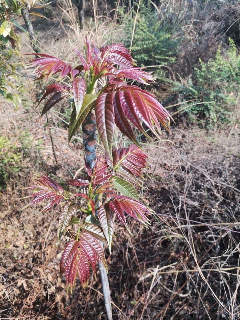 红油香椿苗，正宗四季椿芽树苗，香椿苗，香椿小苗，香椿大苗