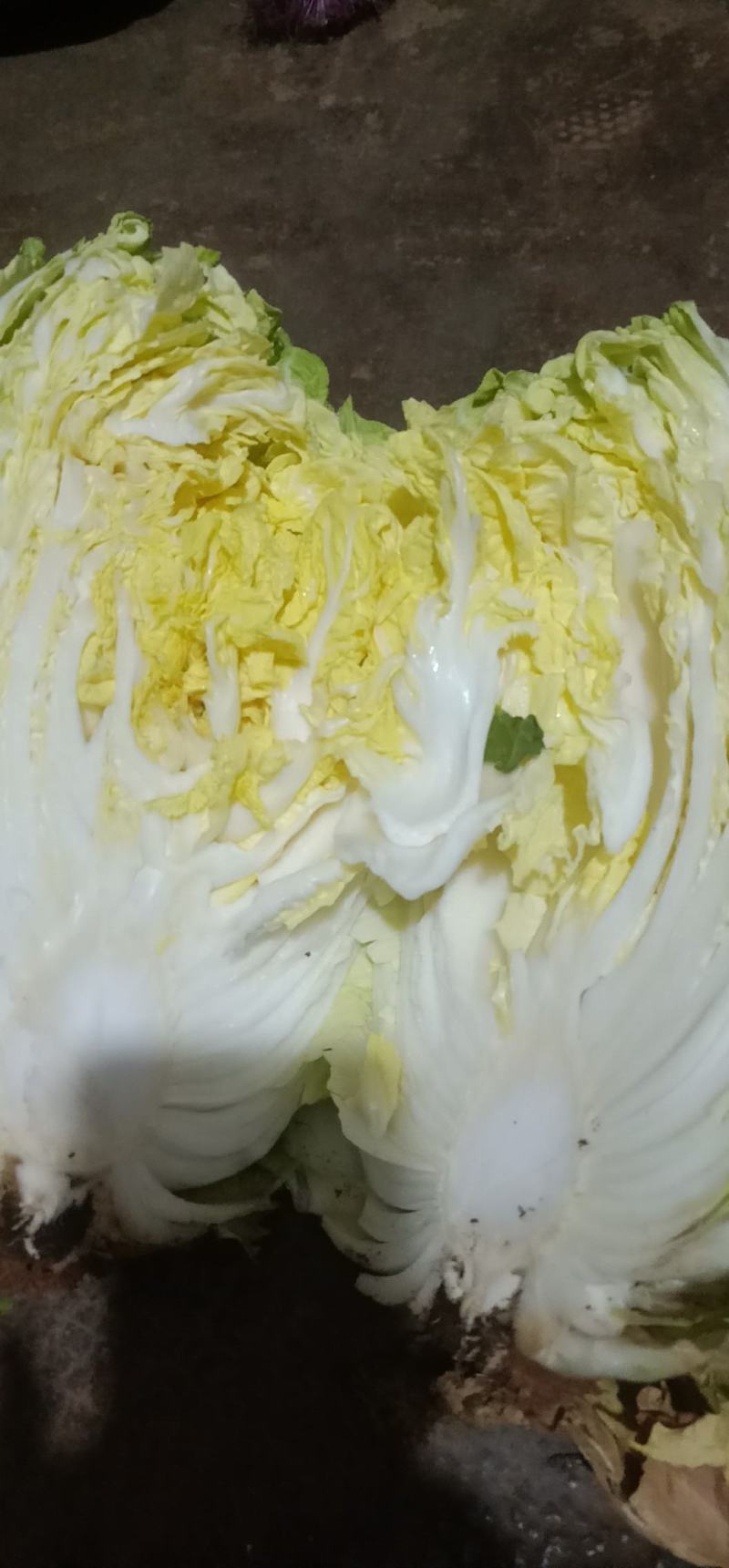 【精品大白菜】大量上市中，产地发货，品质保障，货源稳定