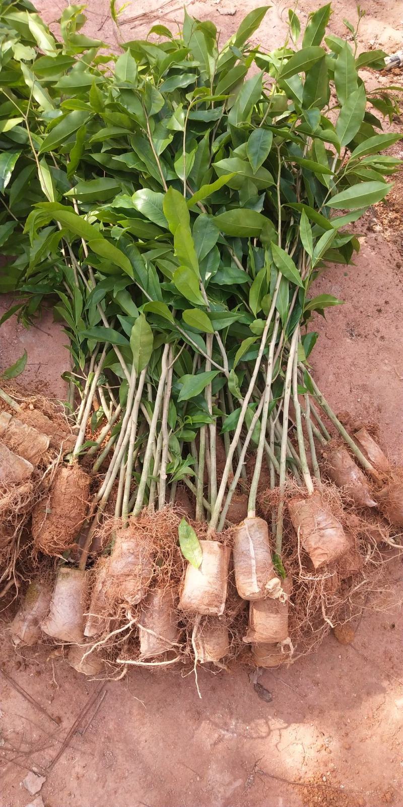 沉香树苗名贵树金丝正宗海南奇楠嫁接苗树苗南北方种植包邮