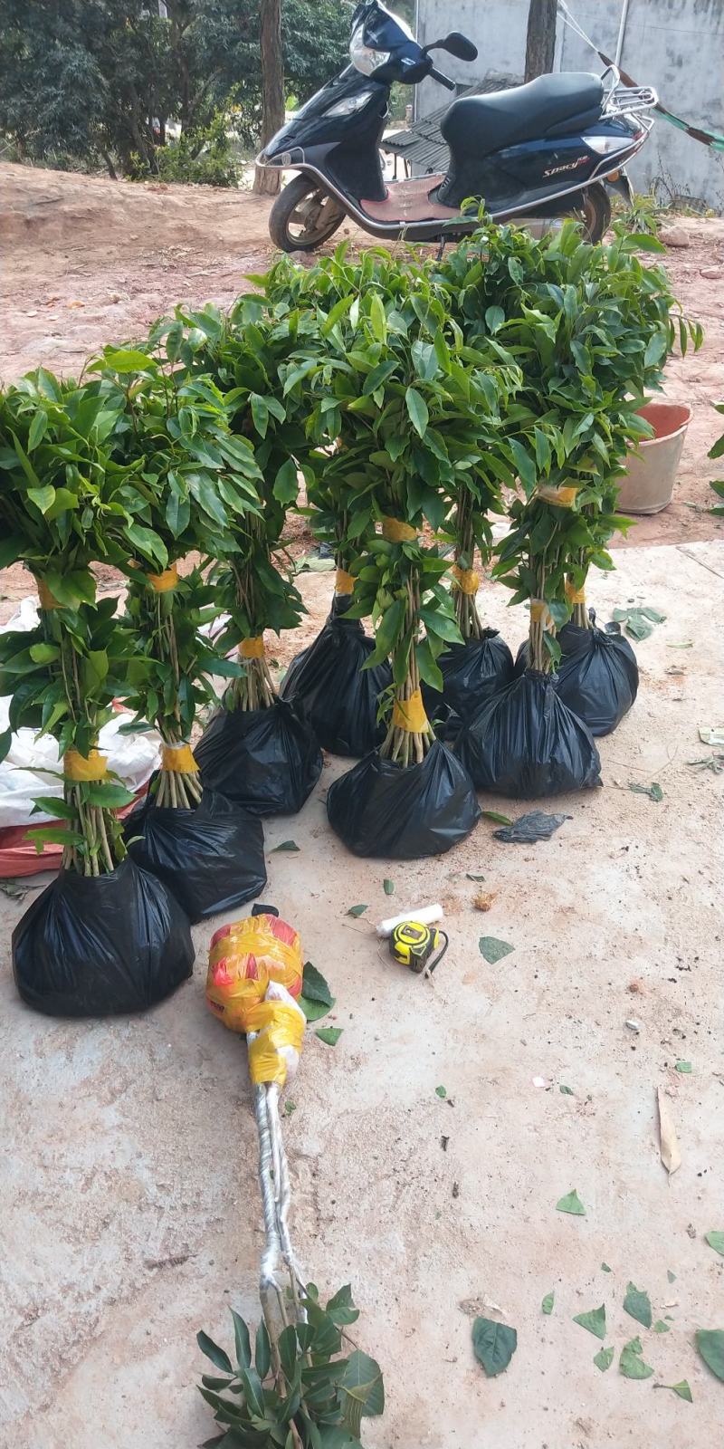 沉香树苗名贵树金丝正宗海南奇楠嫁接苗树苗南北方种植包邮