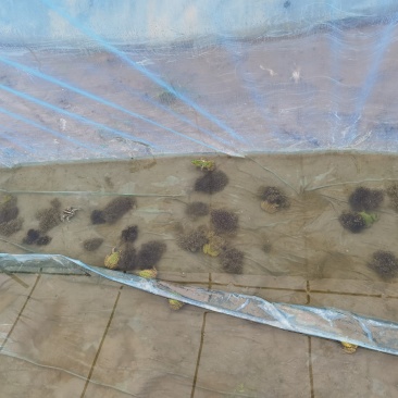 大量供应青蛙新鲜卵块基地养殖存活率高可实地考察