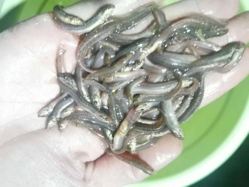 淡水台湾泥鳅鱼苗高成活率不钻泥