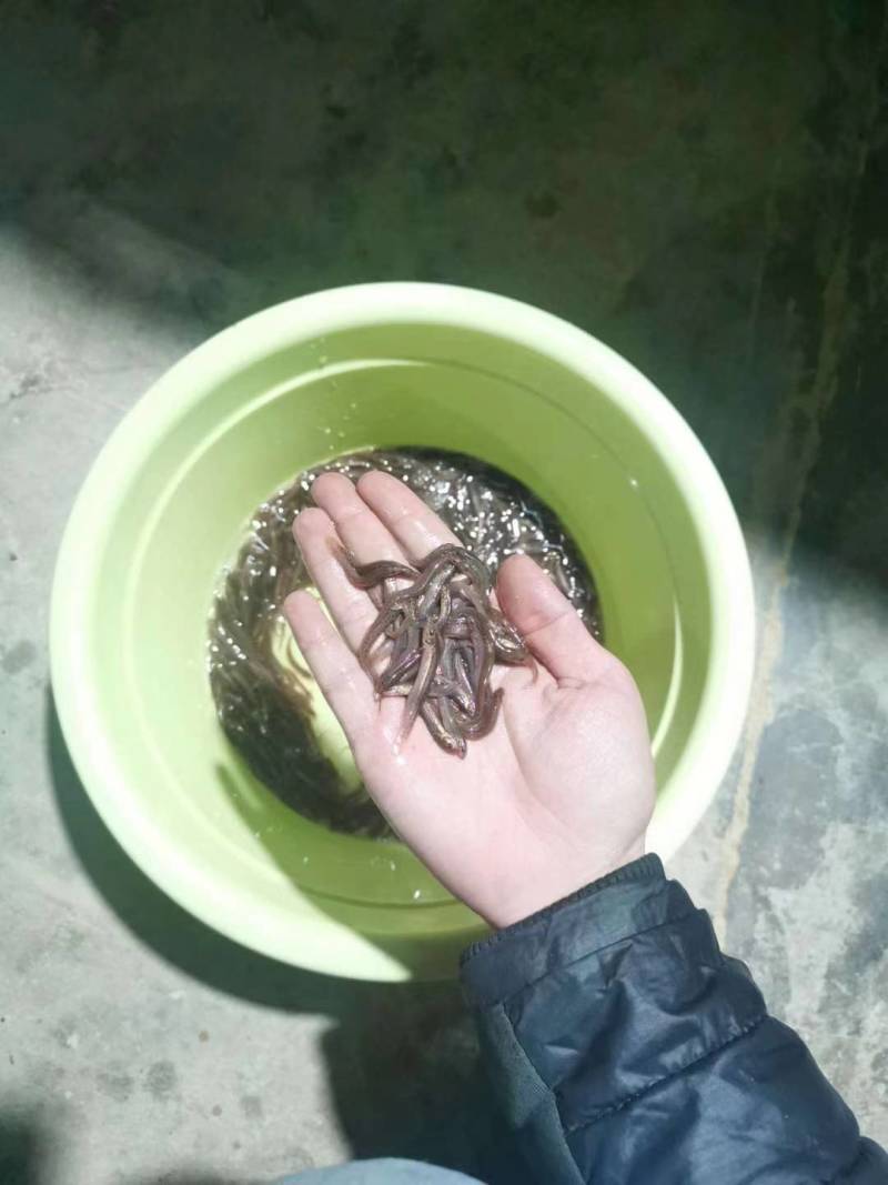 淡水台湾泥鳅鱼苗高成活率不钻泥