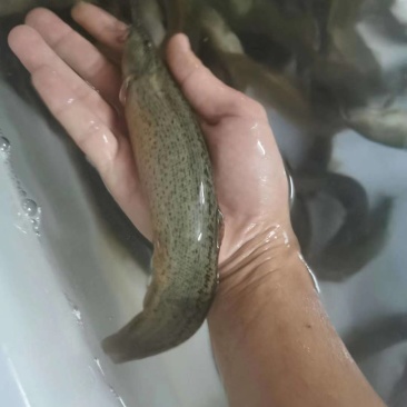 淡水台湾泥鳅鱼苗高成活率不钻泥