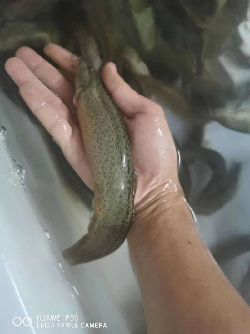 淡水台湾泥鳅鱼苗高成活率不钻泥