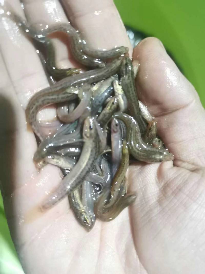 淡水台湾泥鳅鱼苗高成活率不钻泥