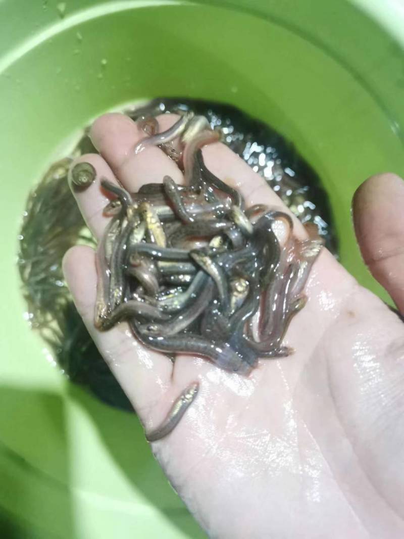 淡水台湾泥鳅鱼苗高成活率不钻泥