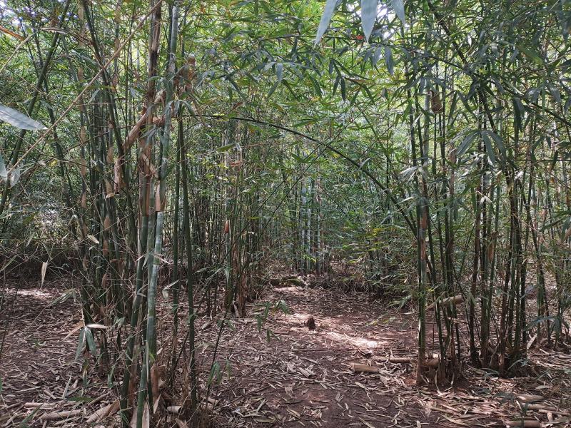300亩竹林出租，条件好