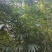 300亩竹林出租，条件好