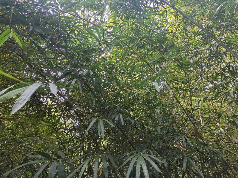 300亩竹林出租，条件好