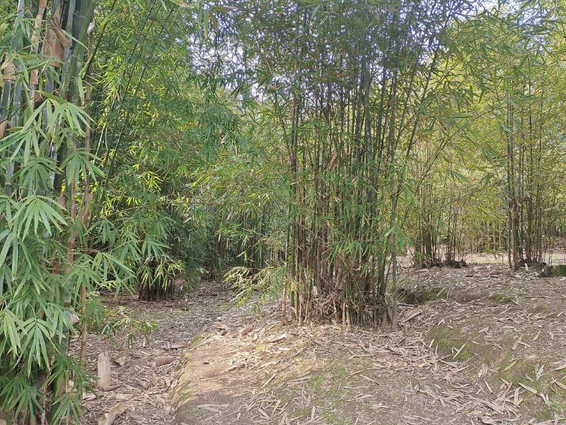 300亩竹林出租，条件好