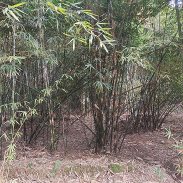 300亩竹林出租，条件好