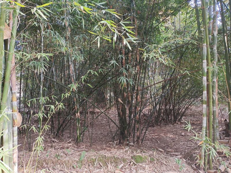 300亩竹林出租，条件好