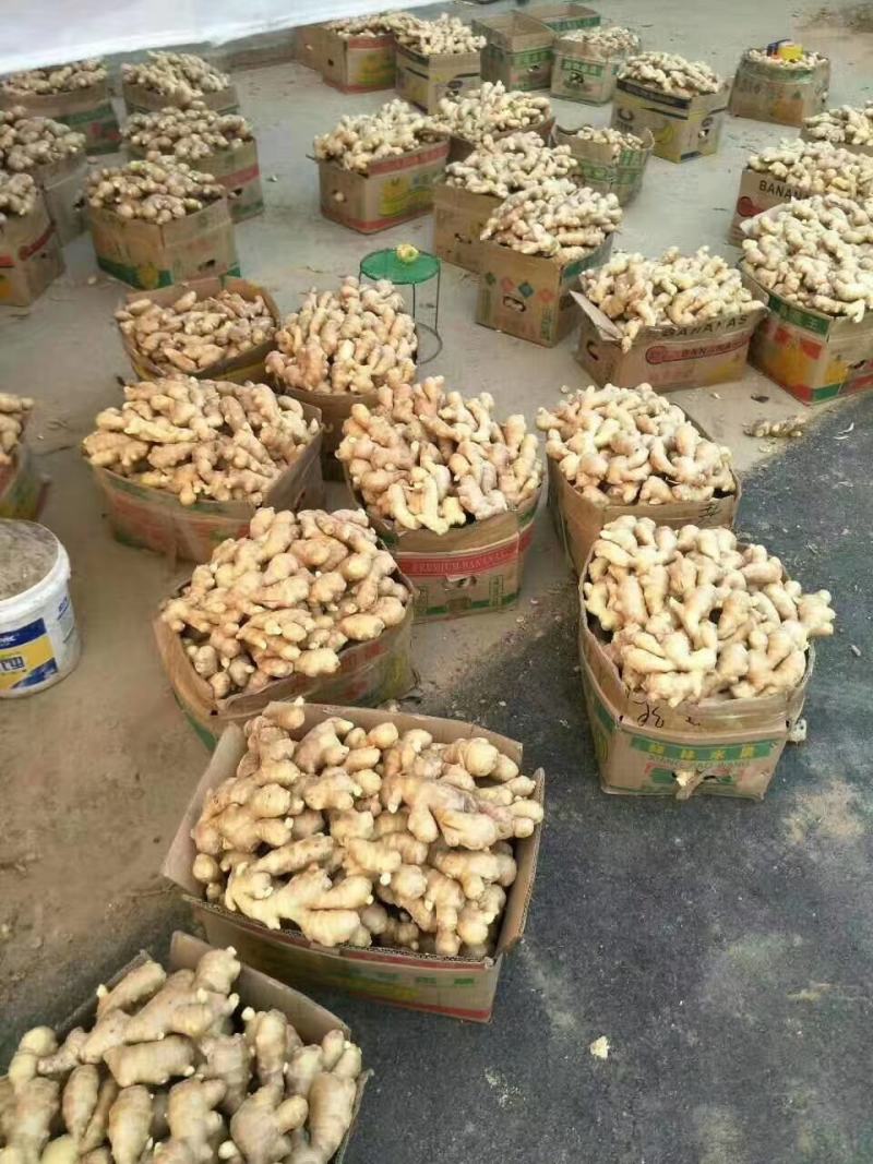 山东生姜产地一手货源包质包量诚信经营可发