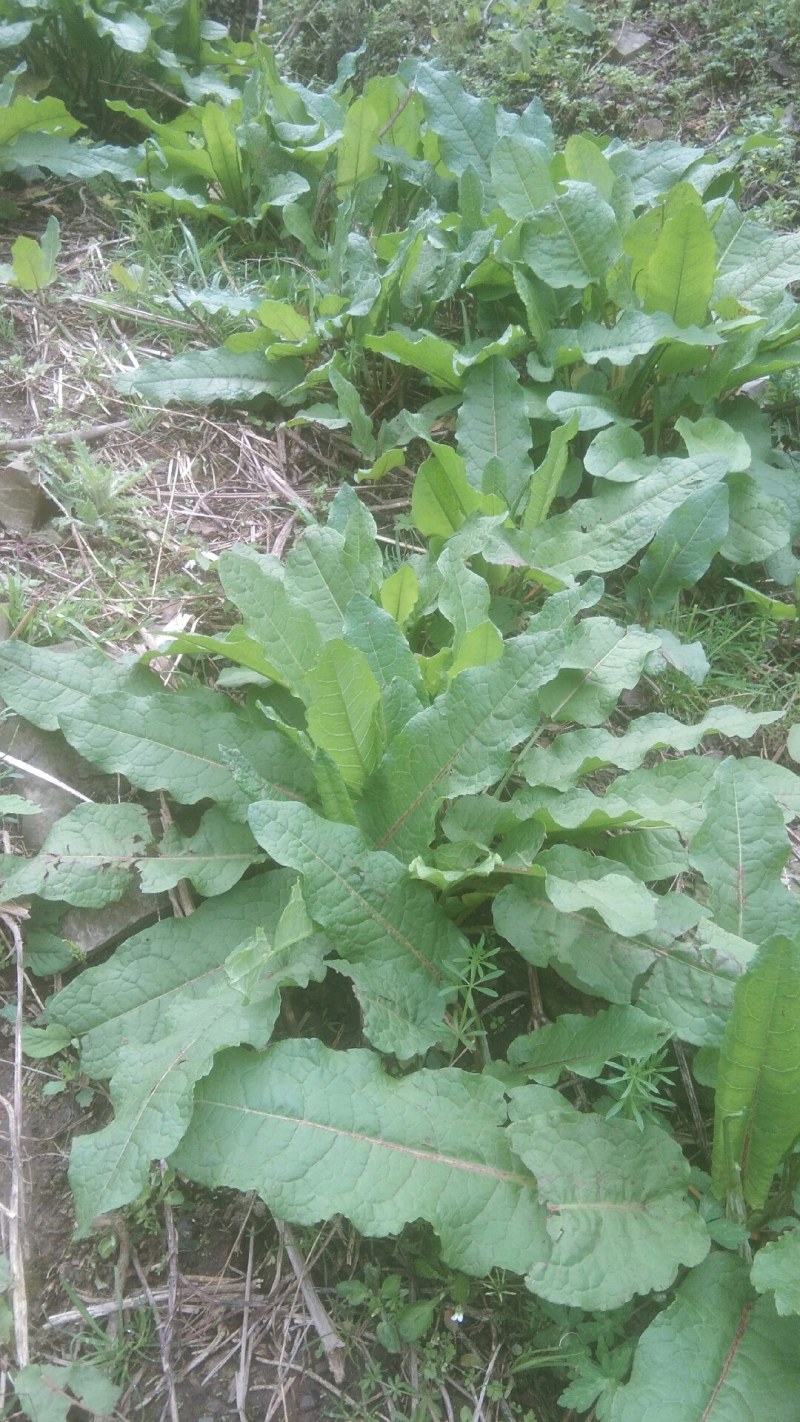 野生土大黄，要货现采的。