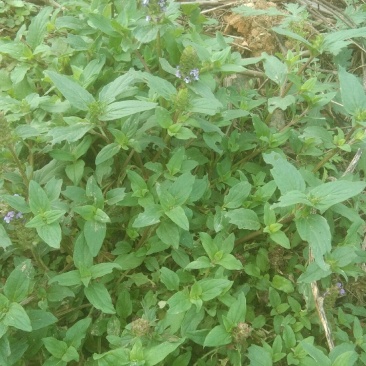 夏枯球，要到采收季节，要的客户需要提前预订。