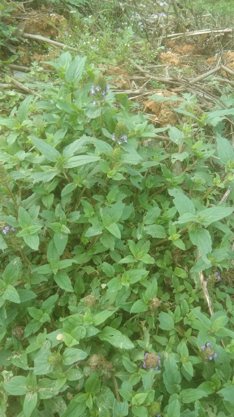 夏枯球，要到采收季节，要的客户需要提前预订。