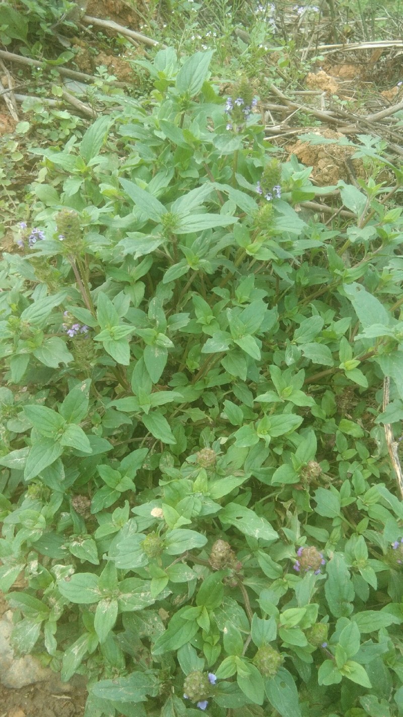 夏枯球，要到采收季节，要的客户需要提前预订。