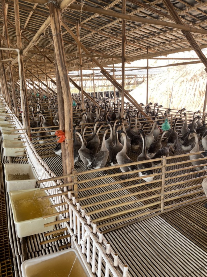 广东黑棕白条鹅基地直供口感鲜嫩量大从优欢迎选购
