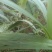 【包邮】野生大叶仙茅，大地棕，猴子背巾现采现发。干货预定