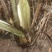 【包邮】野生大叶仙茅，大地棕，猴子背巾现采现发。干货预定