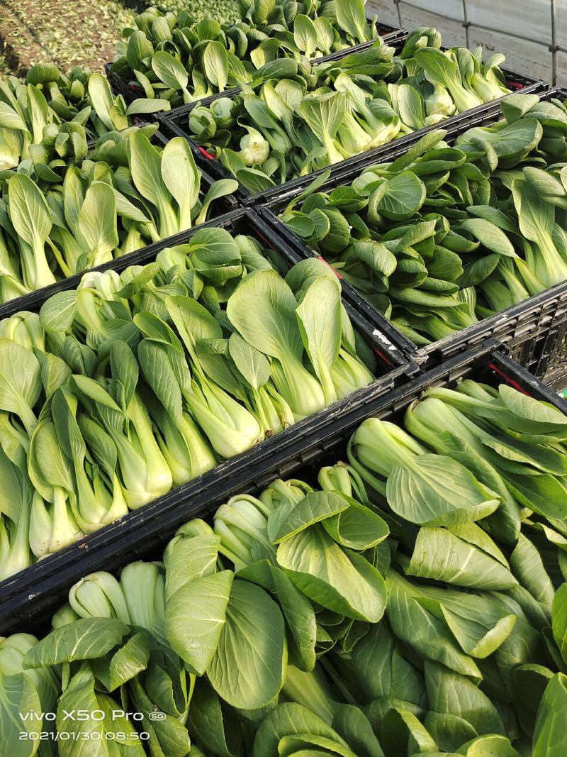 上海蔬果专业种植合作社，专业绿叶油菜和杭白菜，长年供货