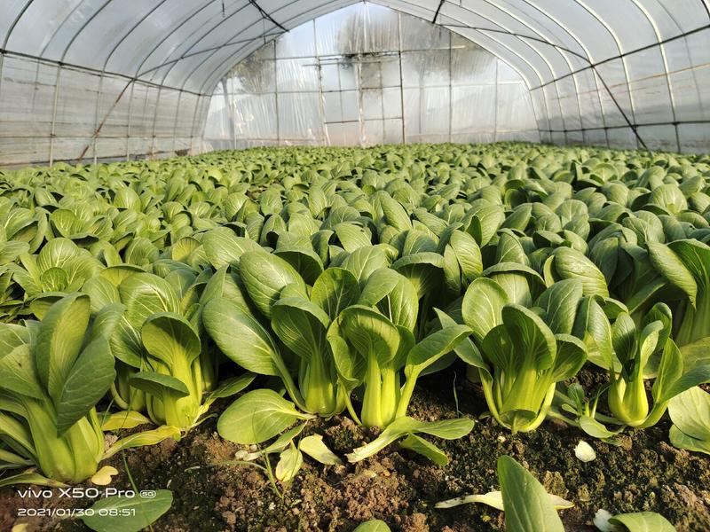 上海蔬果专业种植合作社，专业绿叶油菜和杭白菜，长年供货