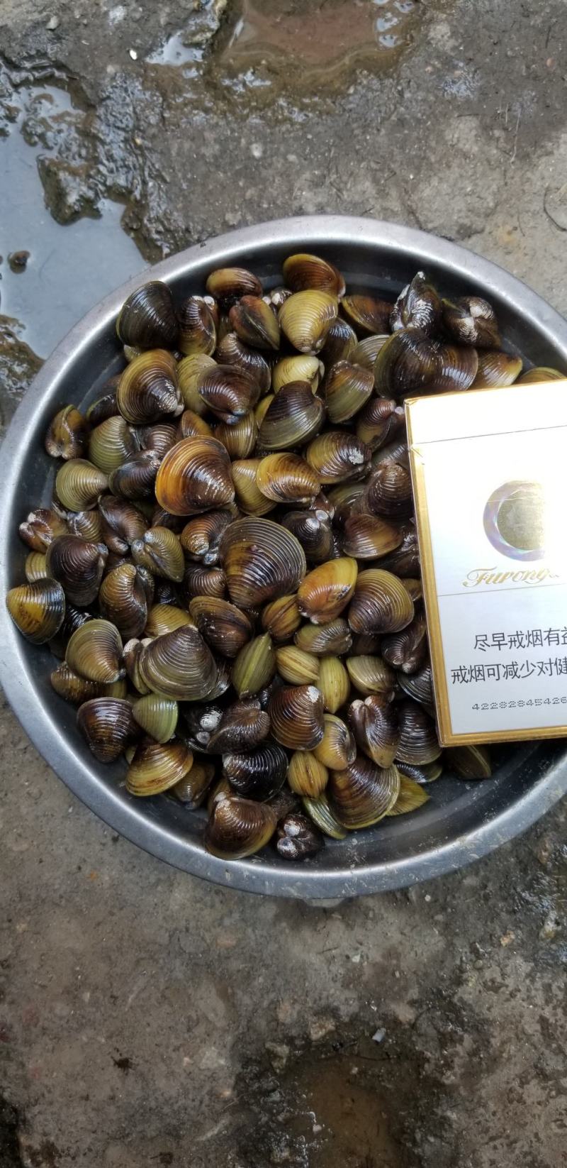 清水黄蚬子长期稳定质量保证周边配送