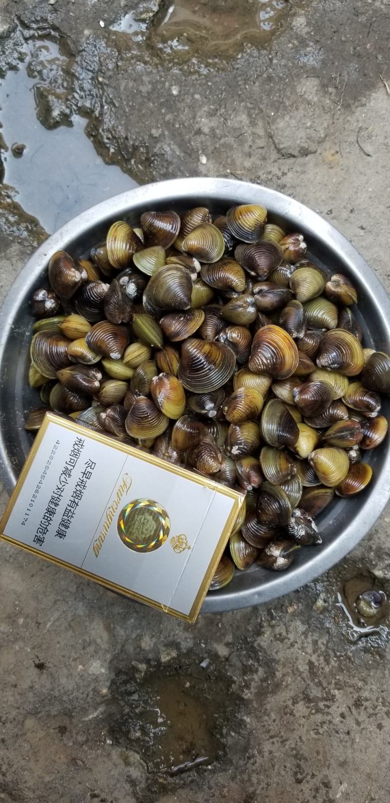 清水黄蚬子长期稳定质量保证周边配送