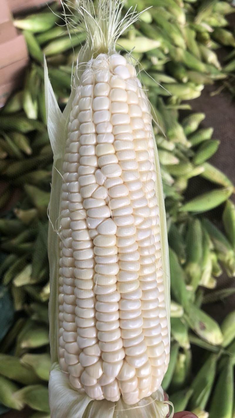 糯玉米售后需知:大自然的产物，不饱满达到一半